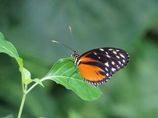 butterfly on leaf