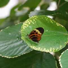 butterfly on leaf