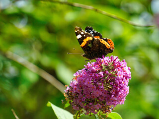 butterfly on flower