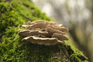 Arboreal mushrooms autumn day, mushrooms on the tree.