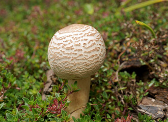 mushroom in the grass