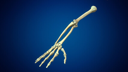 Human arms anatomy medical background