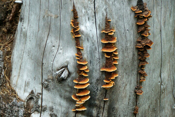 turkey tail mushroom