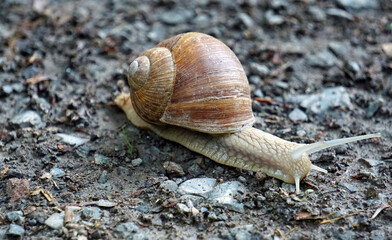 snail on a tree