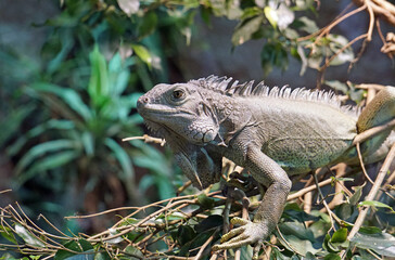 iguana on a tree