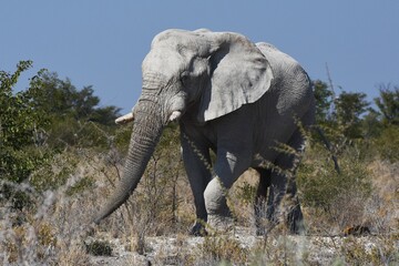 Obraz premium Elefantenbulle (loxodonta africana) im Etoscha Nationalpark in Namibia. 