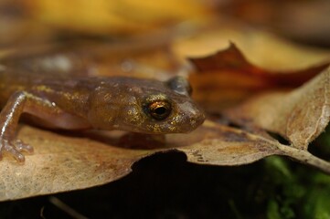 Closeup on a subadult of the endangered Limenstone salamander , Hydromantes brunus sitting on a...