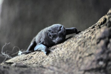 bat on a tree
