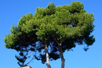 Gran pino contra el cielo azul en Malaga, Andalucia, España
