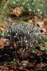 Vegetaci&oacute;n mediterranea en Benalm&aacute;dena Costa, Costa del Sol, Malaga, Andalucia, Espa&ntilde;a