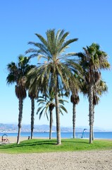 Conjunto de palmeras en la Playa de la Misericordia, Malaga, Costa del Sol, Andalucia, España