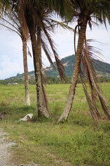 trees on the paddy field