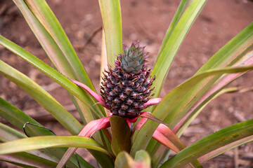 Growing pineapple plant with fresh green and pink leaves