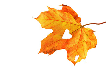 autumn maple leaf PNG Transparent