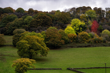 Walking in the Hope Valley, trees with autumnal colours, Derbyshire, England