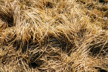 Closeup of old aged dry grass straw texture background