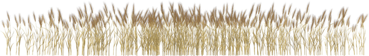 corn wheat grain ears spikes arch viz hq cutout © Mathias Weil