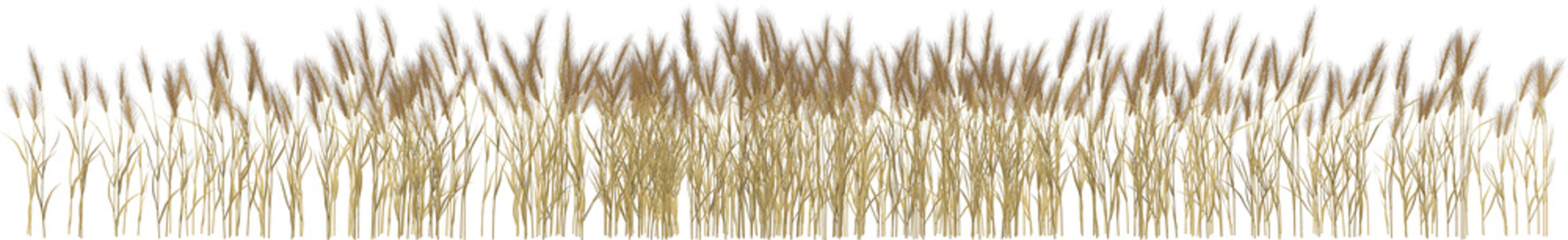 Corn Wheat Grain Ears Spikes Arch Viz Hq Cutout