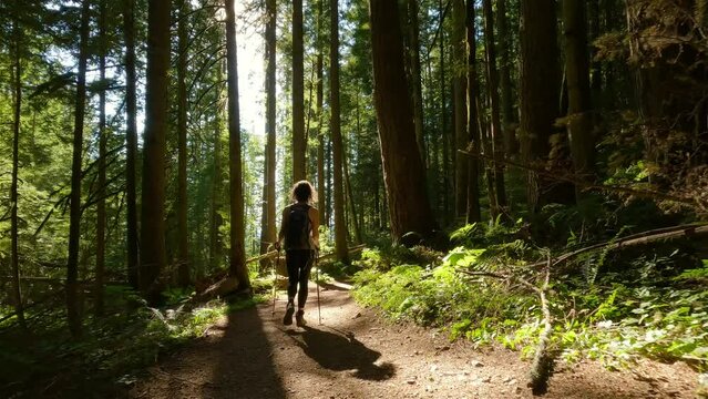 Woman Hiking in Canadian Rainforest with Fall Colors during sunny sunset. Elk Mountain, Chilliwack, East of Vancouver, British Columbia, Canada. Nature Background.