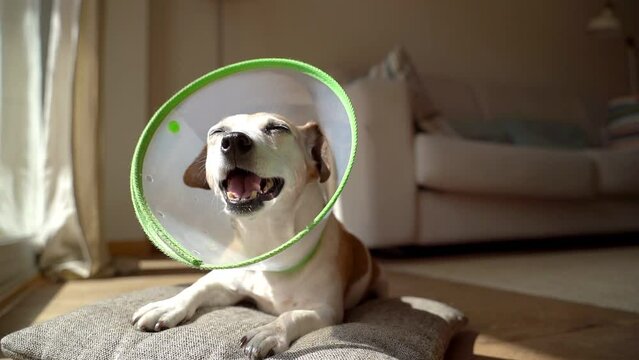 Elder dog in Elizabethan collar lying down on floor enjoying the sun closing eyes. Relaxed adorable pet recovering with protection cone collar on neck. Sunny day video footage. Pet vet care