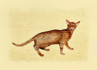 Abyssinian cat close-up against a background of Egyptian drawings and hieroglyphics. Double exposure