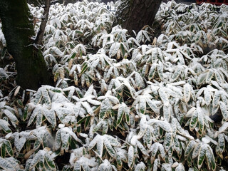 隈笹の雪化粧