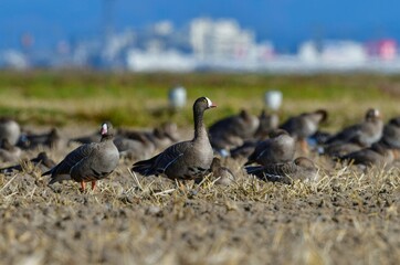 北国からの冬の渡り鳥、珍しいガンのカリガネ