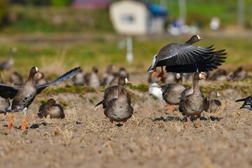 北国からの冬の渡り鳥、珍しいガンのカリガネ