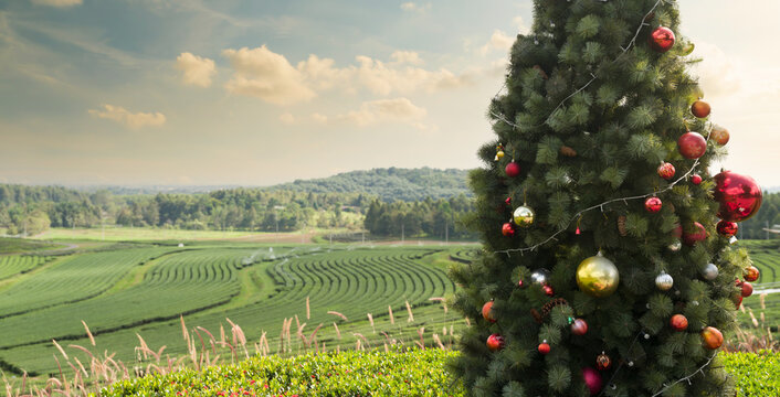 Farmland outdoors on christmas and new year tree background.