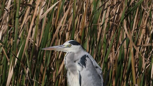 Close-up of grey heron face in the grass at 24fps