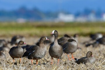 北国からの冬の渡り鳥、珍しいガンのカリガネ