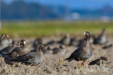 北国からの冬の渡り鳥、珍しいガンのカリガネ