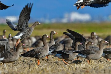 北国からの冬の渡り鳥、珍しいガンのカリガネ