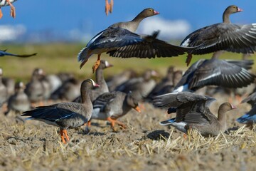 北国からの冬の渡り鳥、珍しいガンのカリガネ
