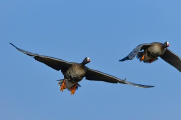北国からの冬の渡り鳥、珍しいガンのカリガネ