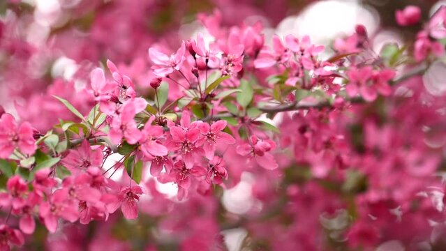 pretty pink flowers blossoming on a tree branch in spring time