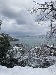 landscape with snow and trees