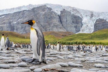 Fototapeta premium Königspinguin - (APTENODYTES PATAGONICUS) Kolonie Gold Harbour - landschaftlich reizvolle Bucht auf Südgeorgien