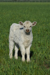 Fototapeta premium White Shorthorn calf , in Argentine countryside, La Pampa province, Patagonia, Argentina.