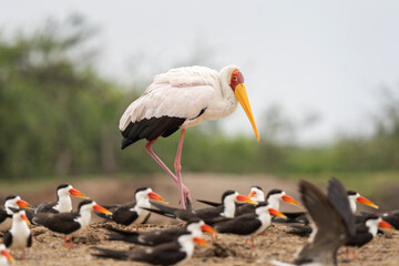 African skimmers and yellow billed stork in the Queen Elizabeth National park. Rynchops flavirostris and mycteria ibis on the river bank. Birds with longer lower beak. Ornithology in Uganda.  - obrazy, fototapety, plakaty