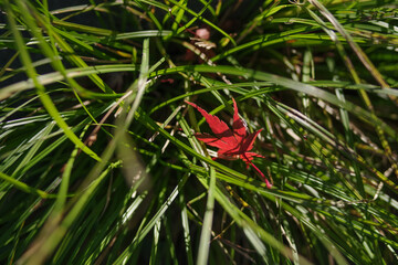 あかいもみじの葉が落ちた