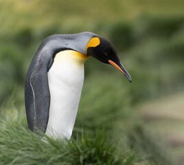 einzelner Königspinguin Königspinguin (APTENODYTES PATAGONICUS) in Südgeorgien posiert  vor...