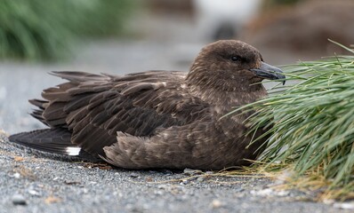 Subantarktikskua (Catharacta lonnbergi) sitzt in Südgeorgien auf dem Boden
