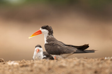 African skimmer in the Queen Elizabeth National park. Rynchops flavirostris on the river bank. Birds with longer lower beak. Ornithology in Uganda. 