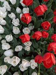 bouquet of red roses