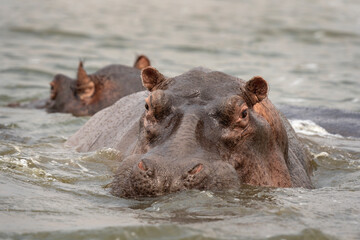 Hippopotamus in the Murchison Falls National park. Hippopotamus amphibius lying in the river. Common african animal. African safari.