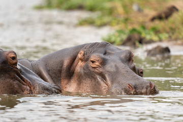 Hippopotamus in the Murchison Falls National park. Hippopotamus amphibius lying in the river....