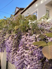 flowers in the garden