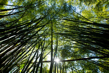 Obraz na płótnie Canvas Bamboo forest. Tall trees. Green. Green foliage. Wood. Green sky. Asian atmosphere.
