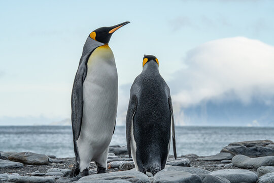 Pinguin Images – Parcourir 15,413 le catalogue de photos, vecteurs et  vidéos